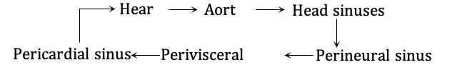circulation of blood in cockroach